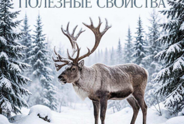 Рога оленя - полезные свойства